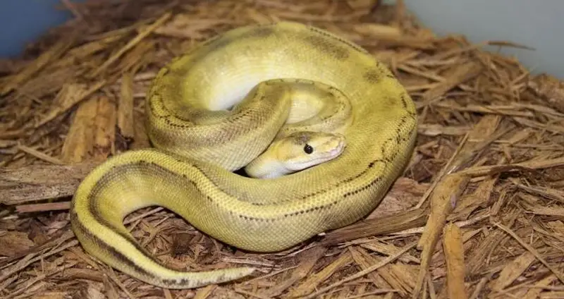 Champagne Ball Python – Genetics, History, & Pictures