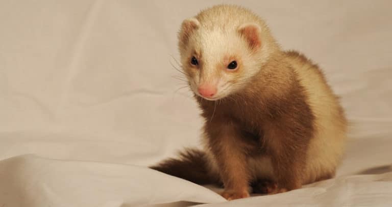 15 Types of Ferrets – Different Colors & Patterns + Pictures