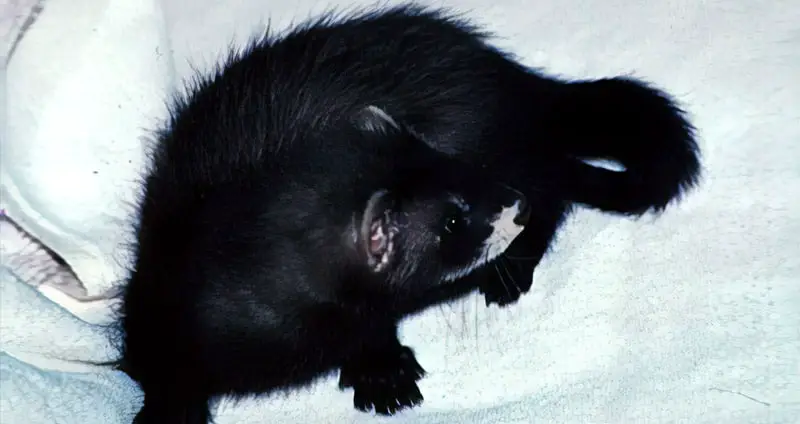 solid black ferrets for sale