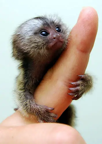 full grown pygmy marmoset monkey