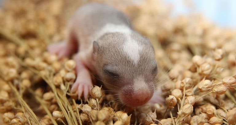 Gerbil lifespan