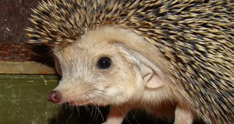 16 Types of Hedgehogs: Species & Descriptions + Pictures