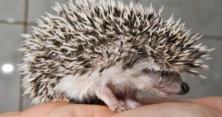 16 Types of Hedgehogs: Species & Descriptions + Pictures