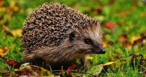 hedgehog lifespan