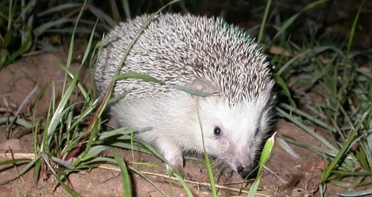 16 Types of Hedgehogs: Species & Descriptions + Pictures