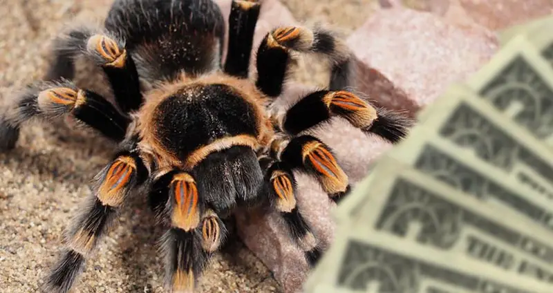 How much does a tarantula cost