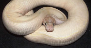 Ivory ball python