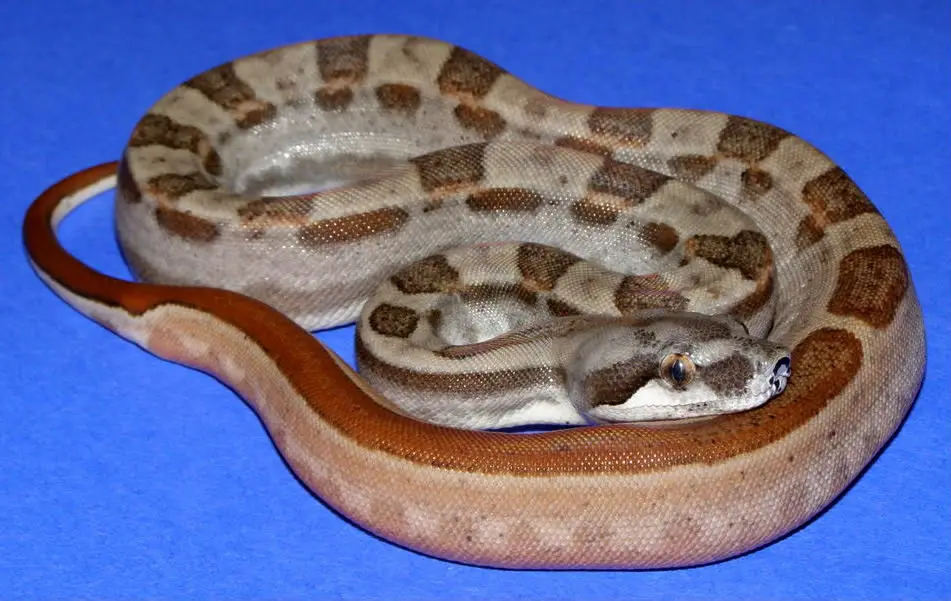 Boa Constrictor Morphs – 19 Morph List, Pictures & Descriptions