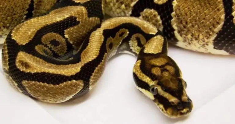 Spotnose Ball Python – Genetics, History, & Pictures | Beyond The Treat