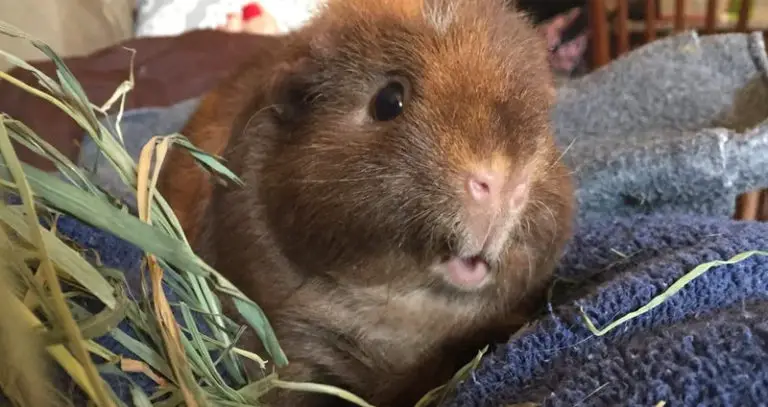 teddy guinea pig