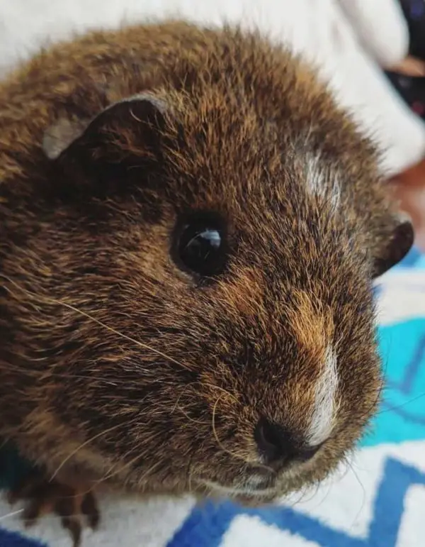 teddy guinea pig