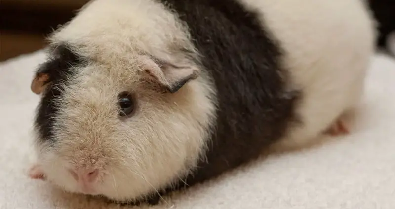 guinea pig teddy