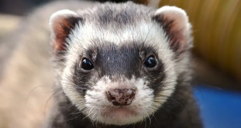 15 Types of Ferrets – Different Colors & Patterns + Pictures