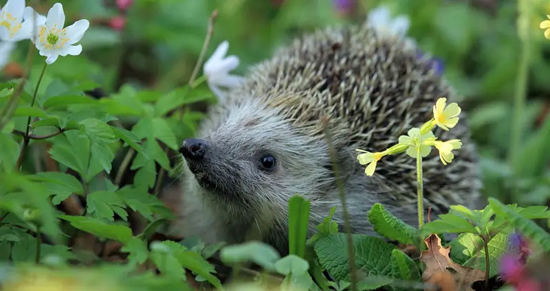 16 Types of Hedgehogs: Species & Descriptions + Pictures