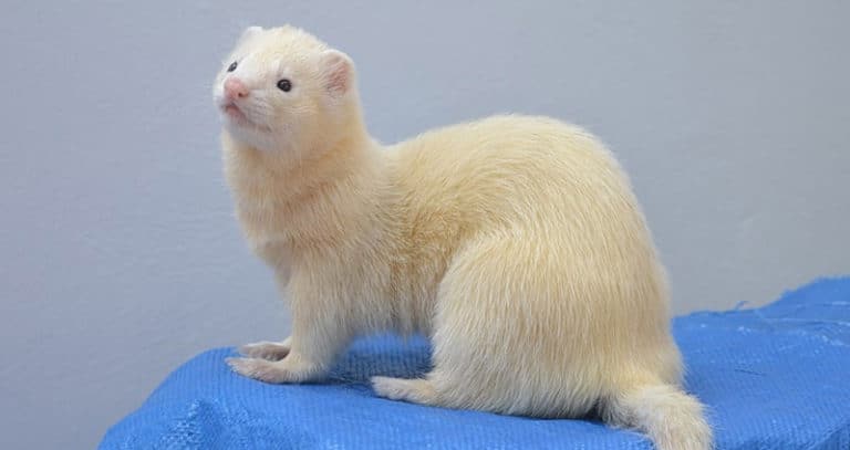 15 Types of Ferrets – Different Colors & Patterns + Pictures