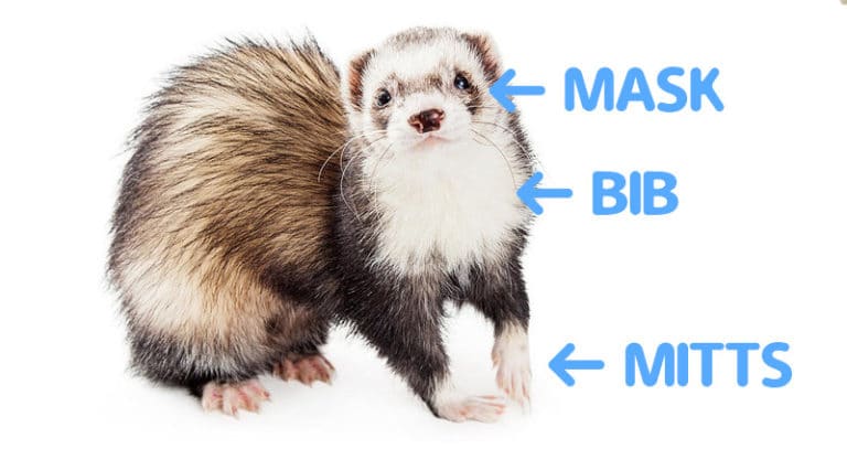 15 Types of Ferrets – Different Colors & Patterns + Pictures