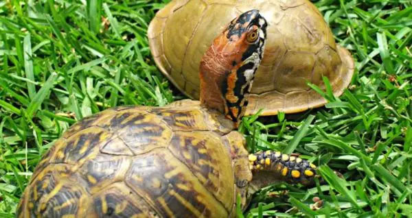 Turtle Shell Rot: Causes, Symptoms, Cures, & Pictures | Beyond The Treat