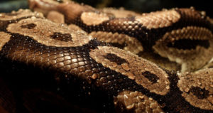 Ball Python Humidity Temperature