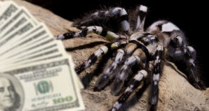 Most expensive tarantulas