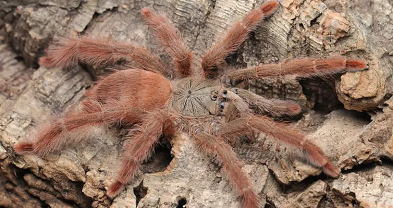 Tapinauchenius Gigas