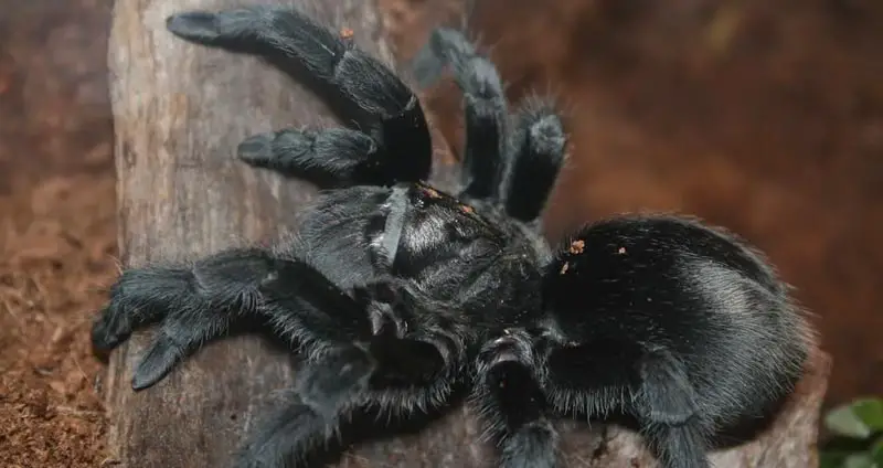 Grammostola pulchra