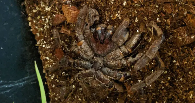 Tarantula death curl