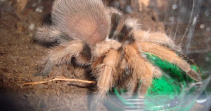 Do Tarantulas Drink Water? (Ultimate Tarantula Hydration Guide)