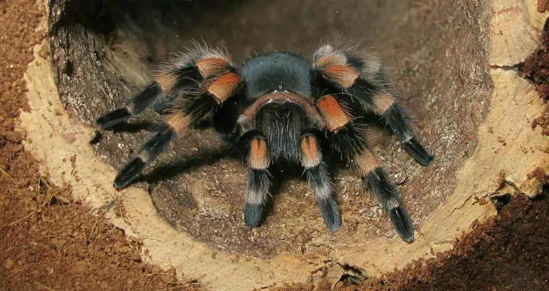 Tarantula in hide