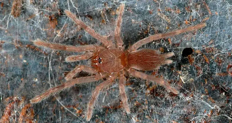 Tarantula Slings: Housing, Feeding & Caring For Spiderlings | Beyond ...