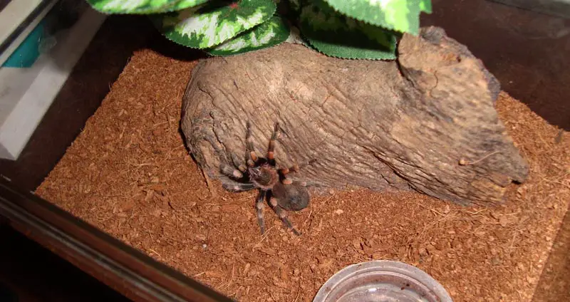 Terrestrial Tarantula Enclosure