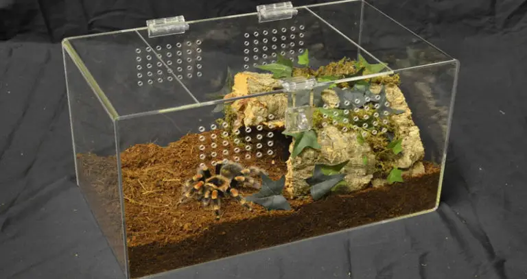 Terrestrial Tarantula Enclosure: Ultimate Layout & Supplies Guide ...