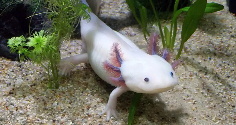 Axolotl colors