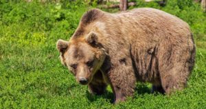 How Much Does A Bear Weigh? (With 10 Examples)