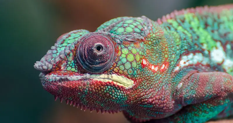 Do Chameleons Lay Eggs? – How Chameleon Birth Works