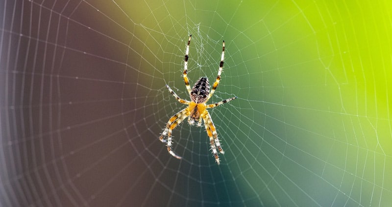 Do spiders eat their webs?