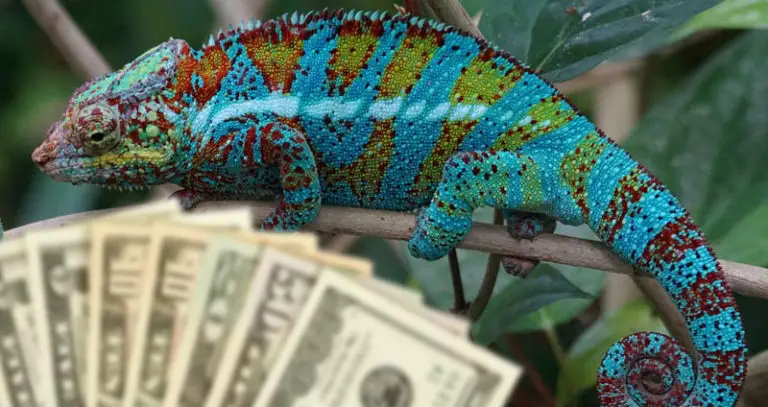 How much does a chameleon cost