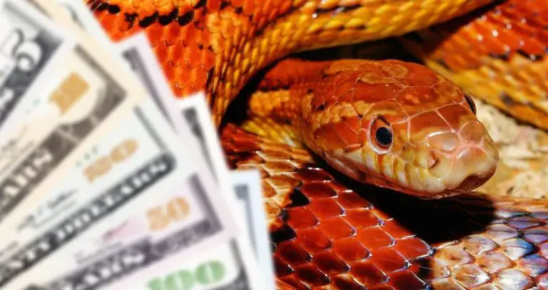 How much does a corn snake cost