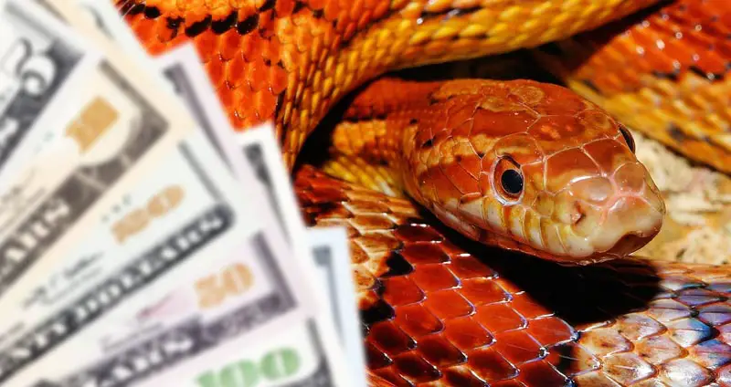 How Much Does A Corn Snake Cost? (2023 Cost Breakdown)