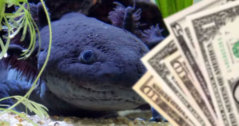 How much does an axolotl cost