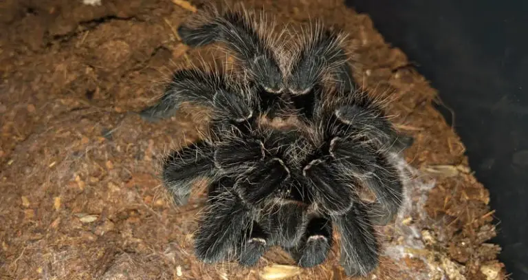 Tarantula Death Curl: What Is It & Should You Be Worried?