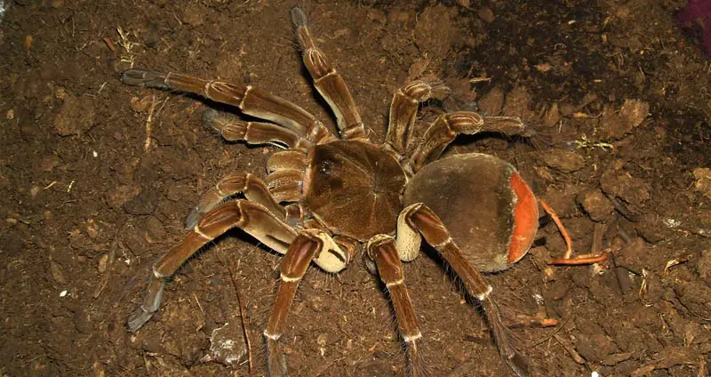 Theraphosa stirmi