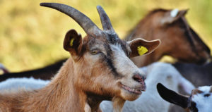 Types of goats