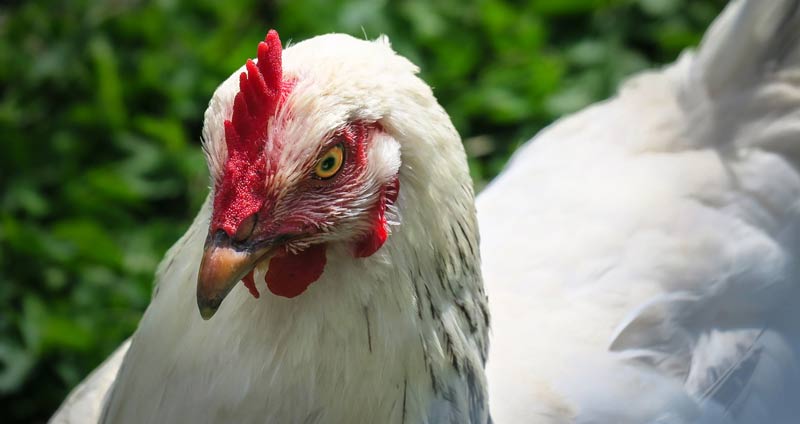 How Much Does A Chicken Weigh? (With 17 Examples)