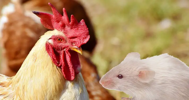 Do chickens eat mice