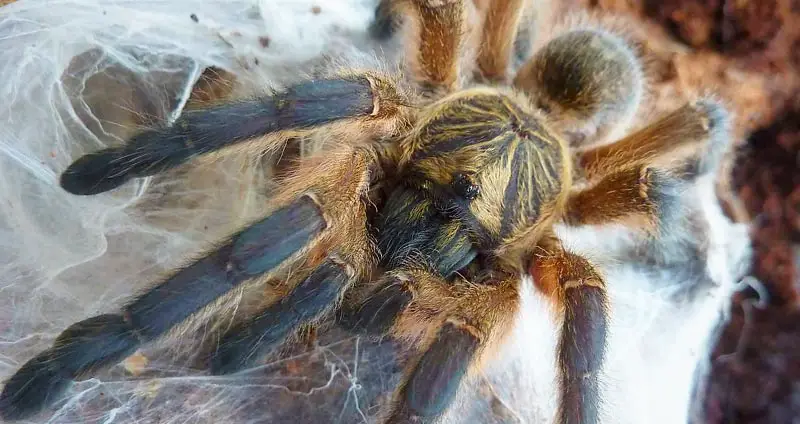 Harpactira pulchripes