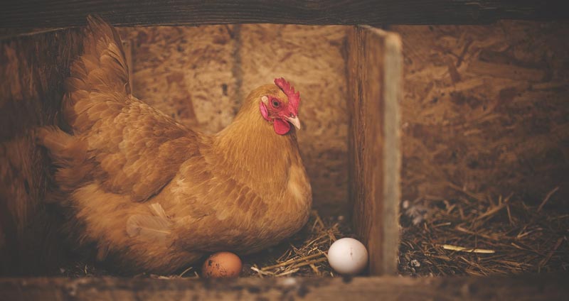 what-time-of-day-do-chickens-lay-eggs-beyond-the-treat