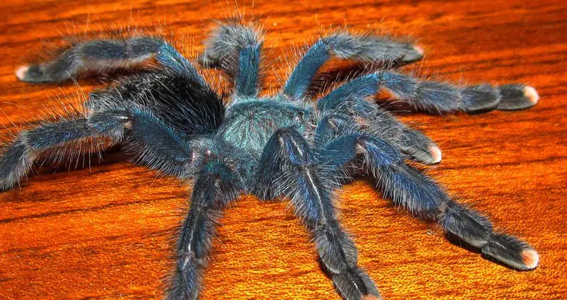 avicularia geroldi