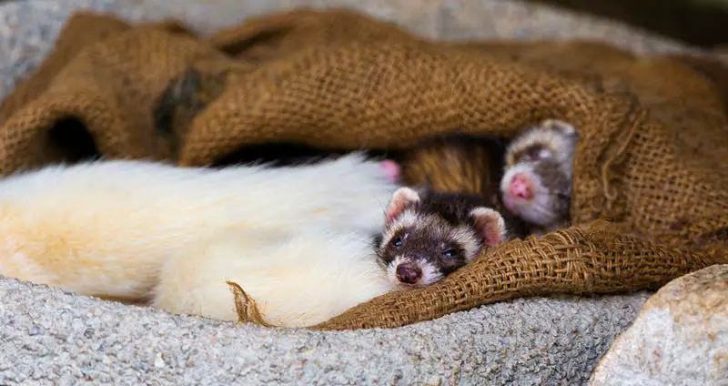 Ferret Breeders Near You with Ferrets for Sale (2023)