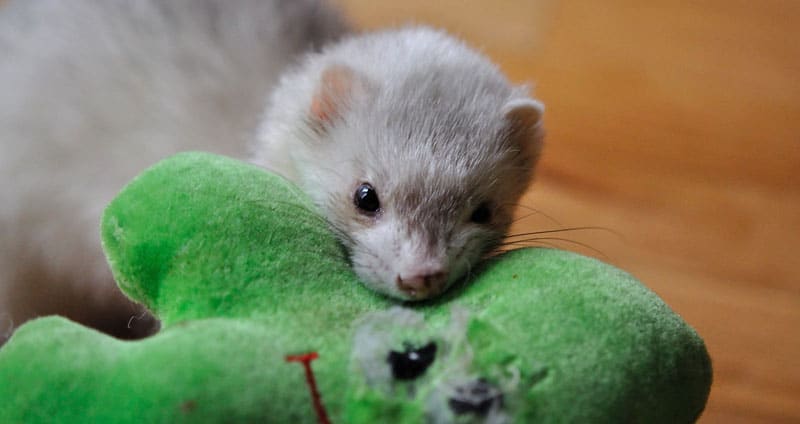 ferret toys