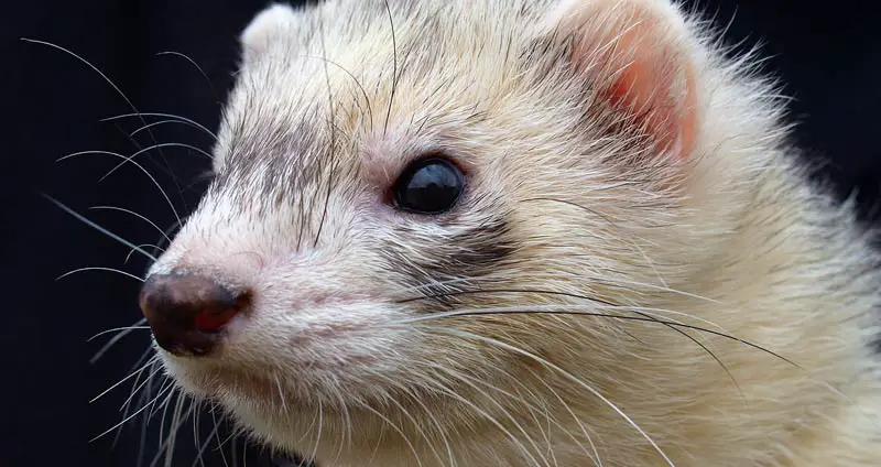 What Do Ferrets Eat? (Ultimate Ferret Nutrition & Feeding Guide)